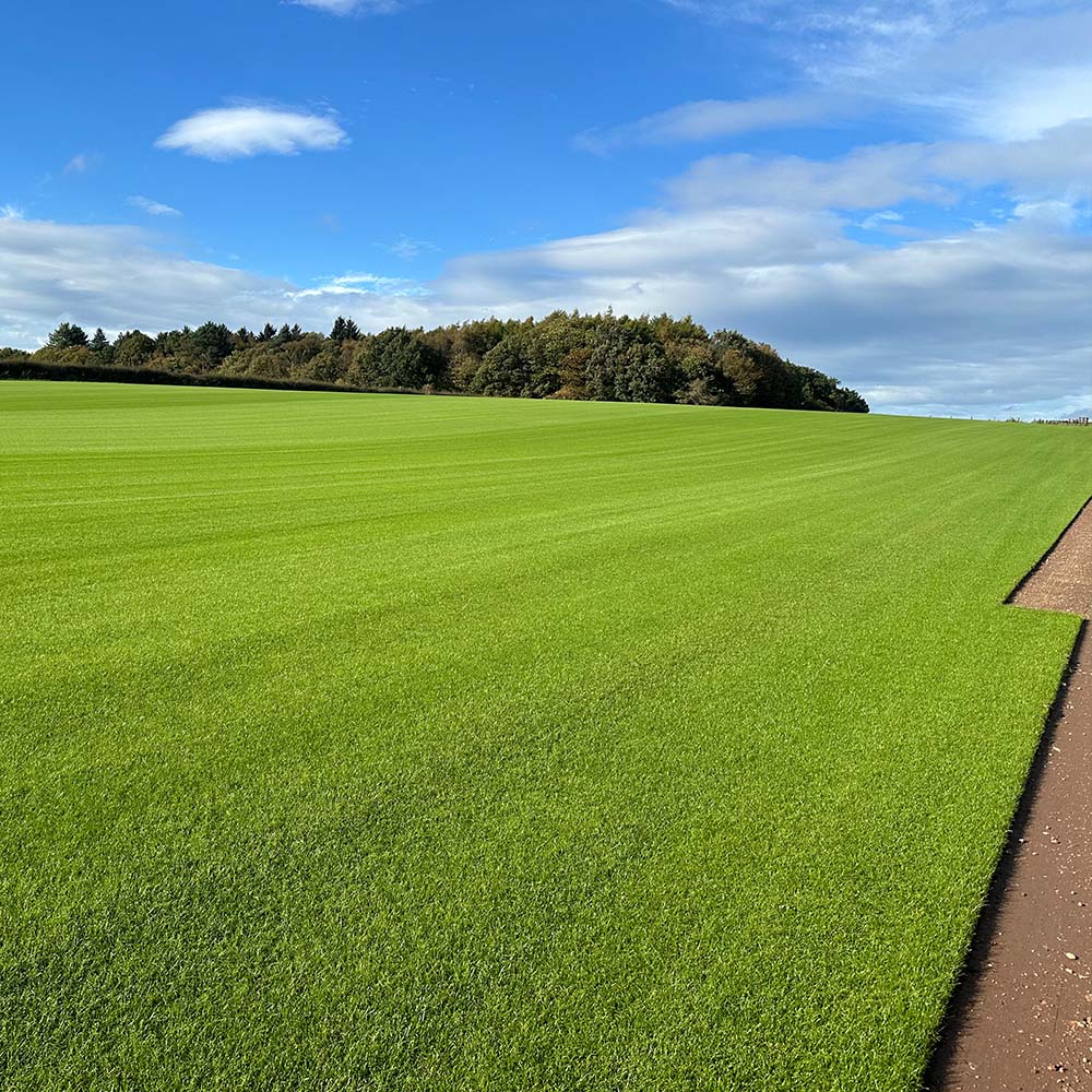 Emerald Turf - Image 5