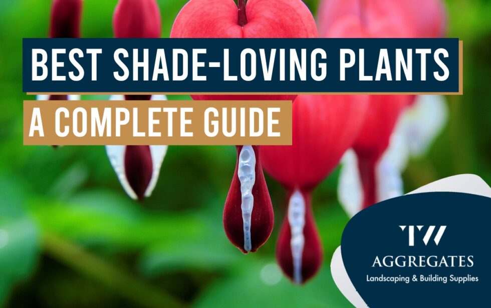 Explore the 15 Best ShadeLoving Plants for Your Garden