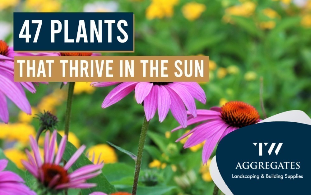Plants That Thrive in The Sun – TW Aggregates Plants That Thrive in The Sun - TW Aggregates